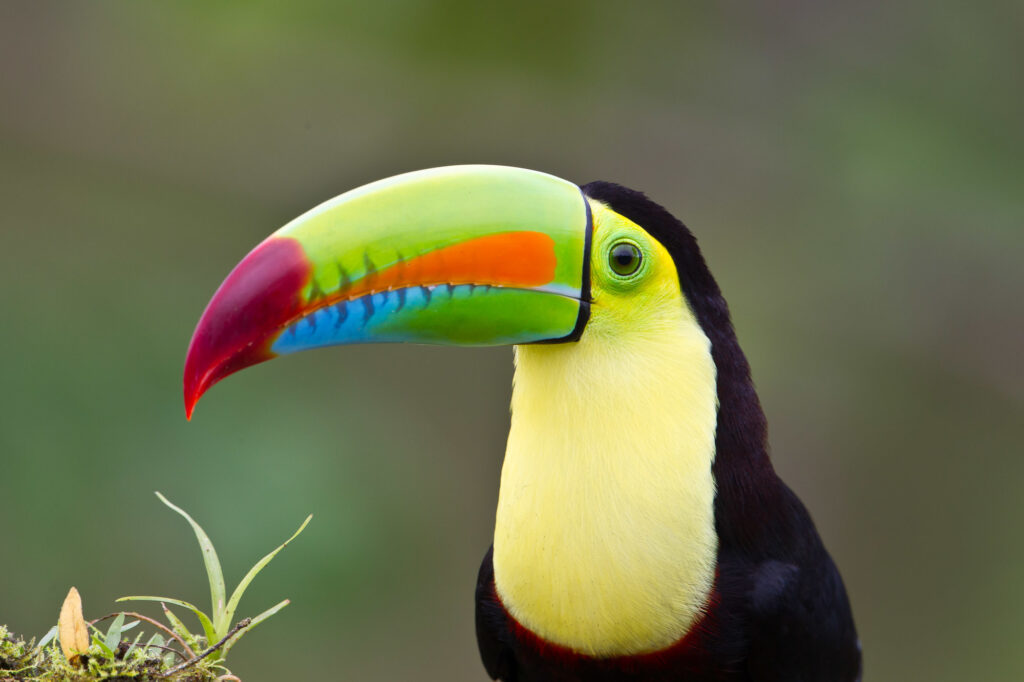 Panama Birdwatching Tour